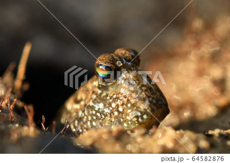 とんとんみー ミナミトビハゼ アップ Barred mudskipper 干潟 マングローブ とんとんみー ミナミトビハゼ アップ Barred mudskipper 干潟 マングローブ 64582876