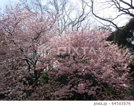 桜 64583876