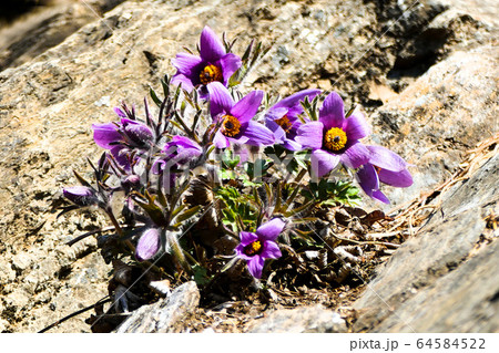 花 オキナグサ 寧越 64584522