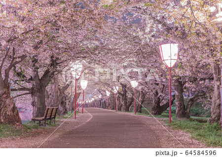 弘前公園 桜のトンネル 64584596