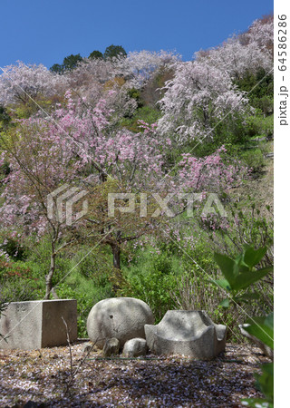 春の善峯寺　境内の桜 64586286