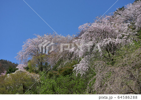春の善峯寺 境内の桜 春の善峯寺 境内の桜 64586288