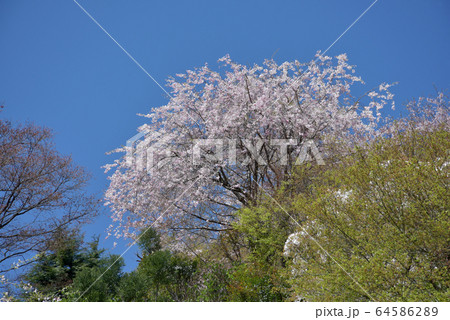 春の善峯寺 境内の桜 春の善峯寺 境内の桜 64586289