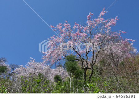春の善峯寺 境内の桜 春の善峯寺 境内の桜 64586291