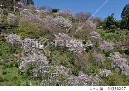 春の善峯寺 境内の桜 春の善峯寺 境内の桜 64586297