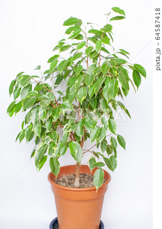 観葉植物「フィカスベンジャミナ」 観葉植物「フィカスベンジャミナ」 64587418