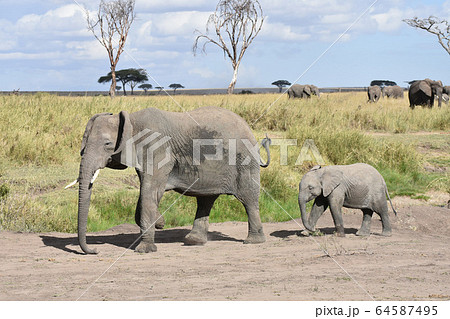 アフリカゾウの子供(セレンゲティ国立公園、タンザニア) アフリカゾウの子供(セレンゲティ国立公園、タンザニア) 64587495
