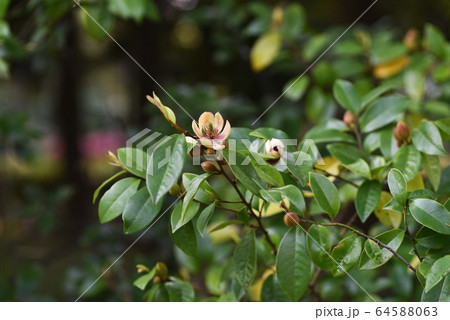 トウオガタマの花 64588063