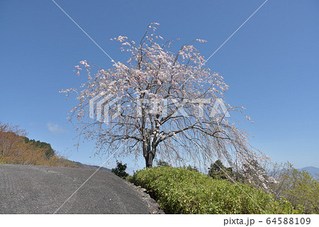 春の善峯寺 境内の桜 春の善峯寺 境内の桜 64588109