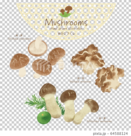 Mushroom illustration / hand-painted style / autumn taste 64588124