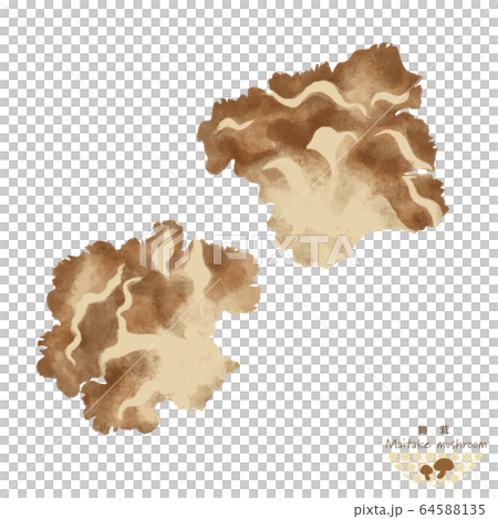 まいたけのイラスト / 手描き風 / 秋の味覚 まいたけのイラスト / 手描き風 / 秋の味覚 64588135