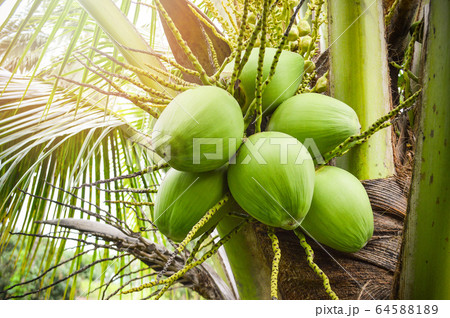 Young coconut tree / fresh green coconut palm tree 64588189
