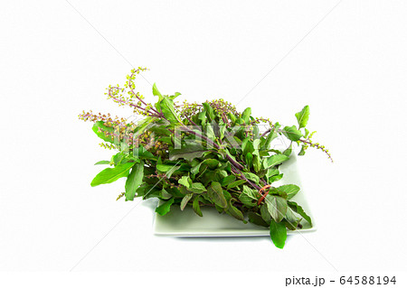 Holy basil isolated / green leaf of holy basil Holy basil isolated / green leaf of holy basil 64588194
