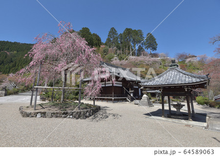 春の善峯寺　釈迦堂と枝垂桜 64589063