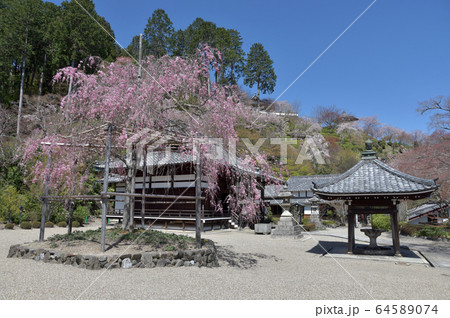 春の善峯寺 釈迦堂と枝垂桜 春の善峯寺 釈迦堂と枝垂桜 64589074