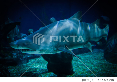 large Ragged Tooth Shark or Sand Tiger Shark 64589390