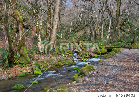 《鳥取県》木谷沢渓流 64589403