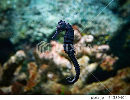 Black seahoruse / common seahoruse swimming fish 64589404