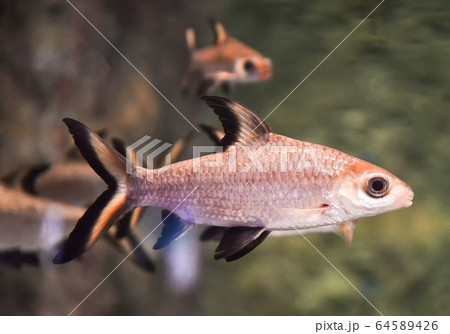 silver shark - Bala Shark fish swimming fish tank silver shark - Bala Shark fish swimming fish tank 64589426