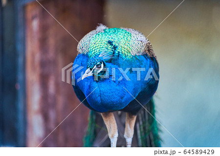 クジャク 旭山動物園 クジャク 旭山動物園 64589429