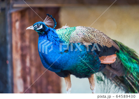 クジャク　旭山動物園 64589430