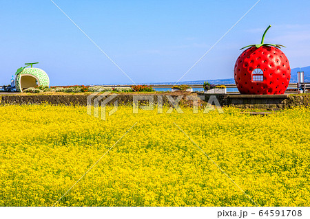 フルーツバス停:イチゴとメロンと菜の花 【長崎県諫早市小長井町】 フルーツバス停:イチゴとメロンと菜の花 【長崎県諫早市小長井町】 64591708