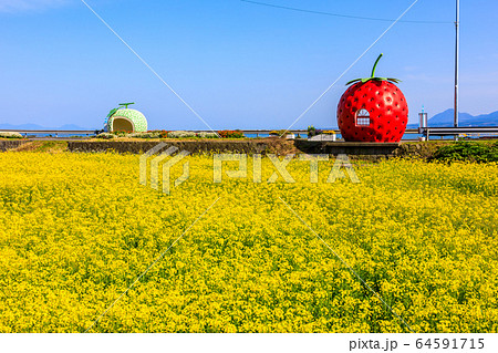 フルーツバス停:イチゴとメロンと菜の花 【長崎県諫早市小長井町】 フルーツバス停:イチゴとメロンと菜の花 【長崎県諫早市小長井町】 64591715