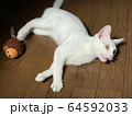 生後約3ヶ月子猫-白猫- 64592033