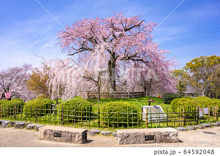 京都 円山公園のしだれ桜 祇園しだれ 京都 円山公園のしだれ桜 祇園しだれ 64592048