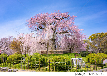 Kyoto Maruyama Park Weeping Cherry Tree Gion Stock Photo 64592049 Pixta