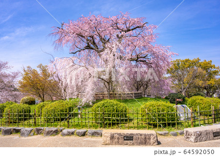 京都　円山公園のしだれ桜　祇園しだれ 64592050