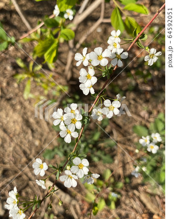 花びら 花 葉 64592051
