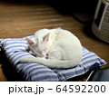 生後約3ヶ月子猫-白猫- 64592200