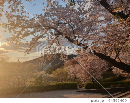 桜 夕焼け 夕暮れ 64592409