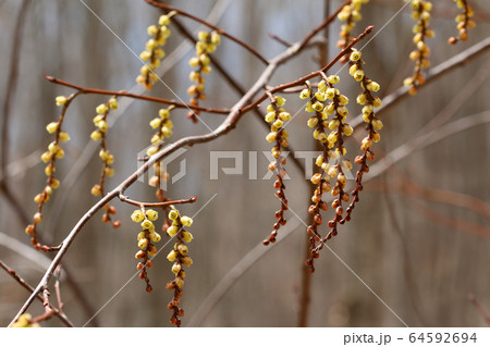 キブシの花開く－梁取のブナ林　福島県只見町 64592694