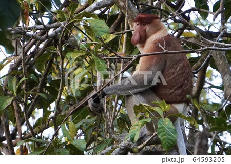 ボルネオのテングザル 64593205