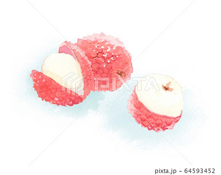 ライチ 水彩イラスト ライチ 水彩イラスト 64593452