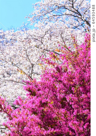 春爛漫 トキワマンサクと桜 春爛漫 トキワマンサクと桜 64593488