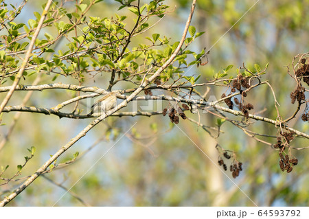 The chiffchaff (Phylloscopus collybita) 64593792