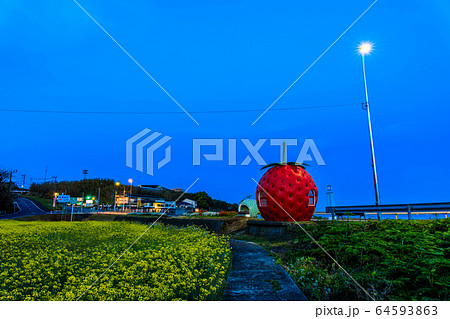 フルーツバス停:イチゴとメロンと菜の花 夜景 【長崎県諫早市小長井町】 フルーツバス停:イチゴとメロンと菜の花 夜景 【長崎県諫早市小長井町】 64593863