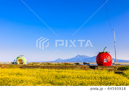 フルーツバス停:イチゴとメロンと菜の花 夕景 【長崎県諫早市小長井町】 フルーツバス停:イチゴとメロンと菜の花 夕景 【長崎県諫早市小長井町】 64593918