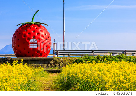 フルーツバス停：イチゴと菜の花　【長崎県諫早市小長井町】 64593973