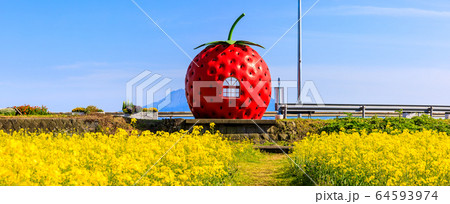 フルーツバス停：イチゴと菜の花　パノラマ　【長崎県諫早市小長井町】 64593974