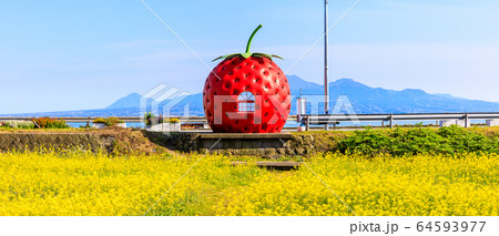 フルーツバス停:イチゴと菜の花 パノラマ 【長崎県諫早市小長井町】 フルーツバス停:イチゴと菜の花 パノラマ 【長崎県諫早市小長井町】 64593977