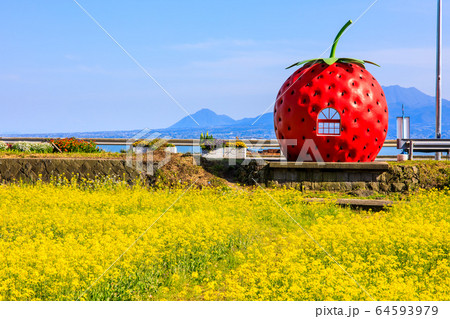 フルーツバス停：イチゴと菜の花　【長崎県諫早市小長井町】 64593979