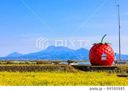 フルーツバス停 イチゴと菜の花 長崎県諫早市小長井町 の写真素材