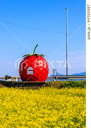 フルーツバス停:イチゴと菜の花 【長崎県諫早市小長井町】 フルーツバス停:イチゴと菜の花 【長崎県諫早市小長井町】 64593987