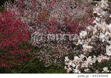 白木蓮と花桃 白木蓮と花桃 64594006