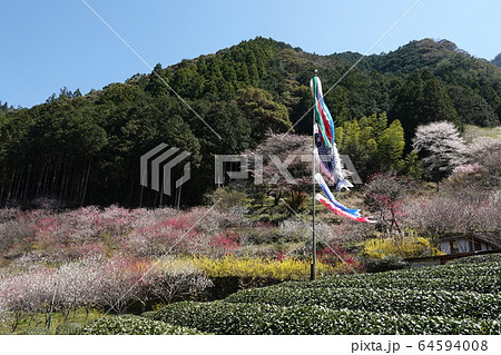 春の上久喜地区の風景 春の上久喜地区の風景 64594008