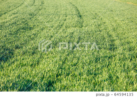 Young green wheat seedlings growing on a field. Young green wheat seedlings growing on a field. 64594135